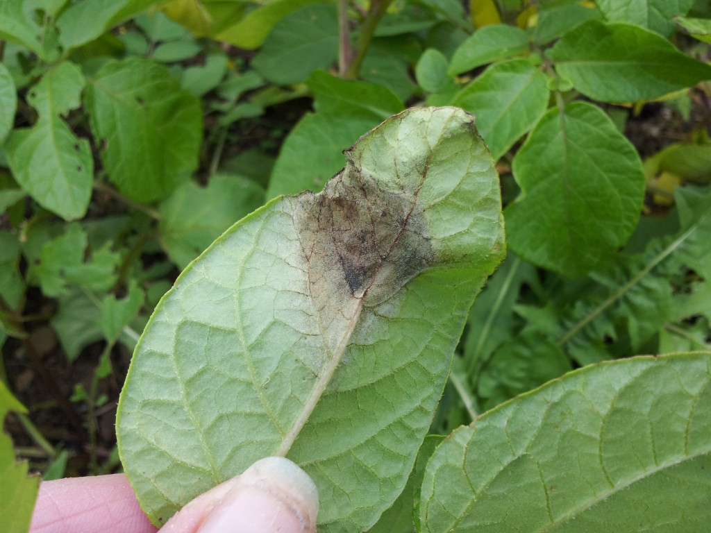 Potato Blight Warnings (and what you can do about it)Greenside Up