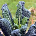 Grow Your Own Kale