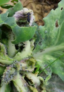 How to get rid of Mealy Cabbage Aphids on your Greens without Chemicals