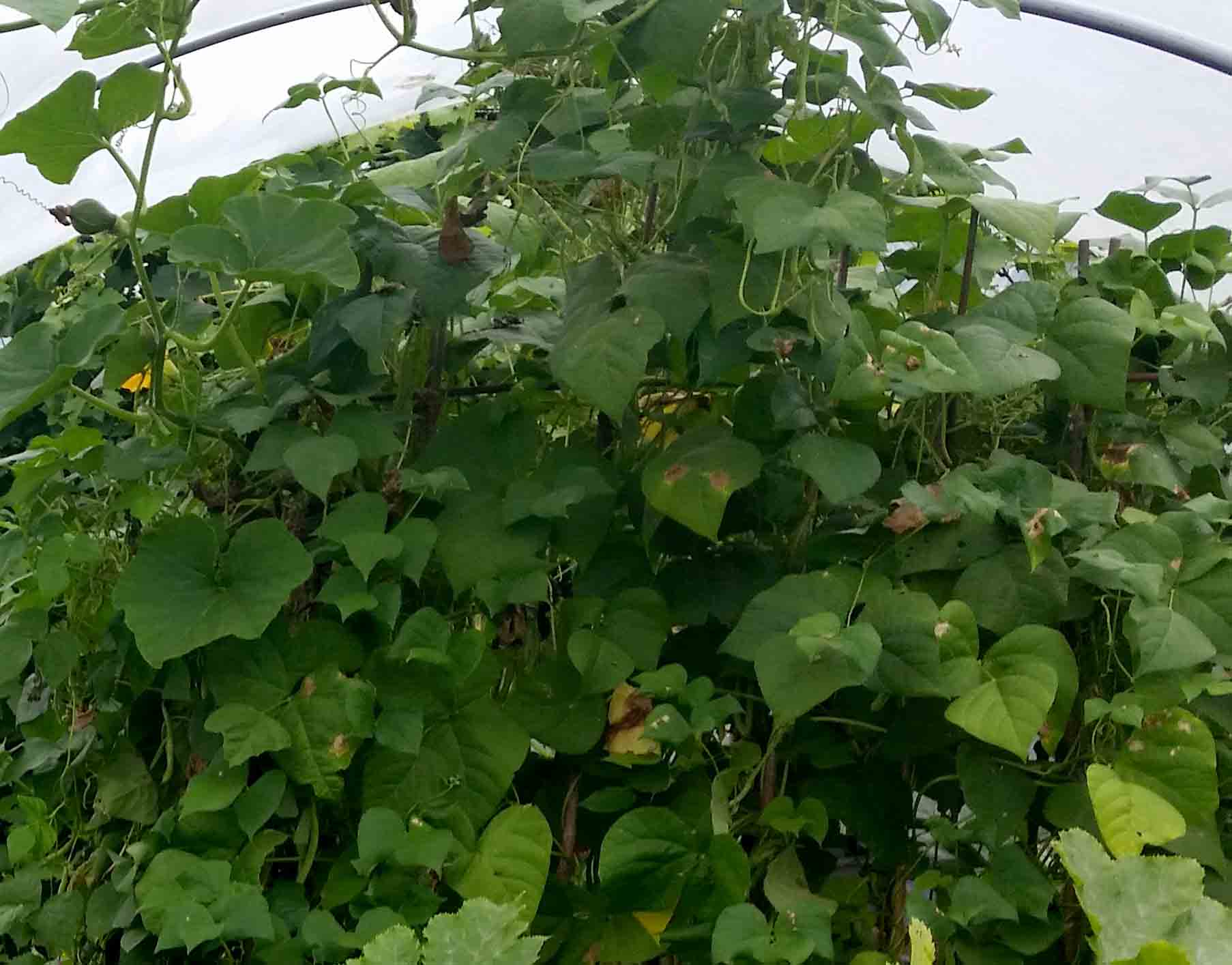 climbing-mr-fern-beans-in-the-polytunnel-greenside-up