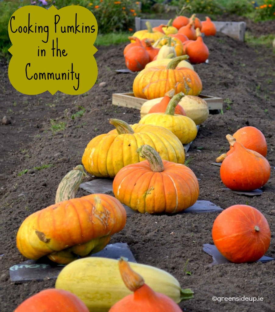 pumpkins-in-the-community-greenside-up