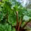 Rhubarb…. growing, caring for and eating
