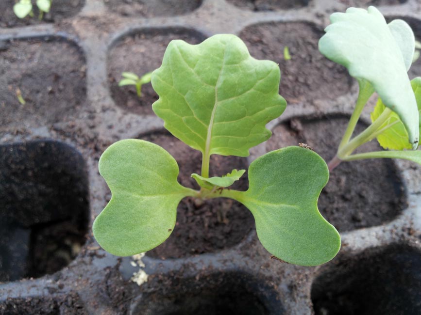 True Leaves Form On A Brussels Sprout Seedling Greenside Up