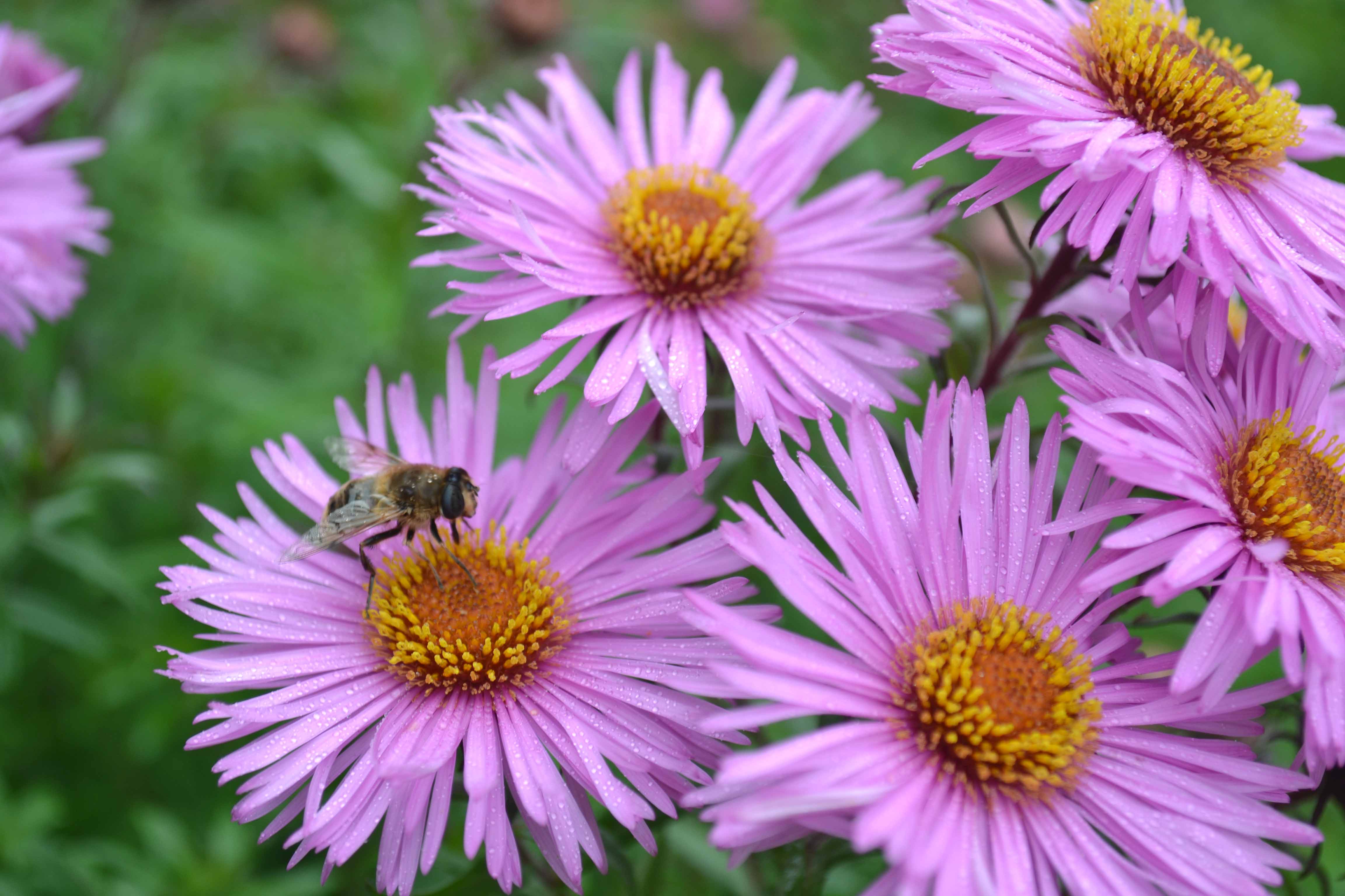 Blooming Flowers at Mount Congreve during Late September Greenside Up